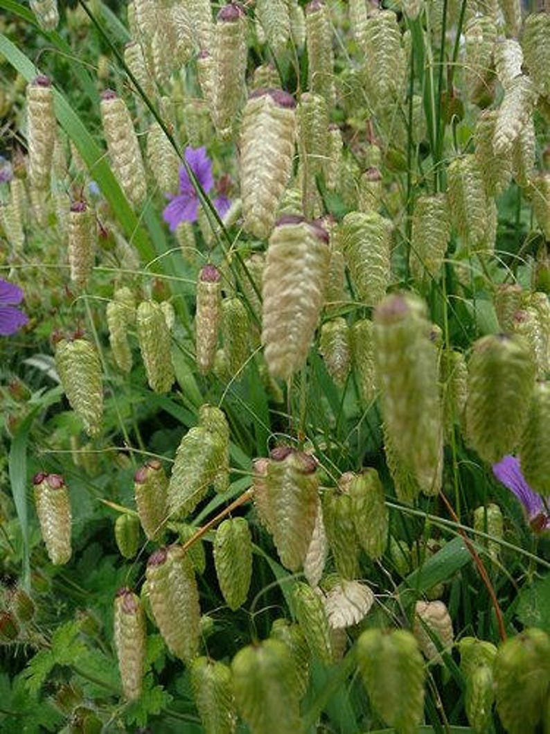 100 QUAKING GRASS rattlesnake Grass Briza Maxima Seeds Etsy