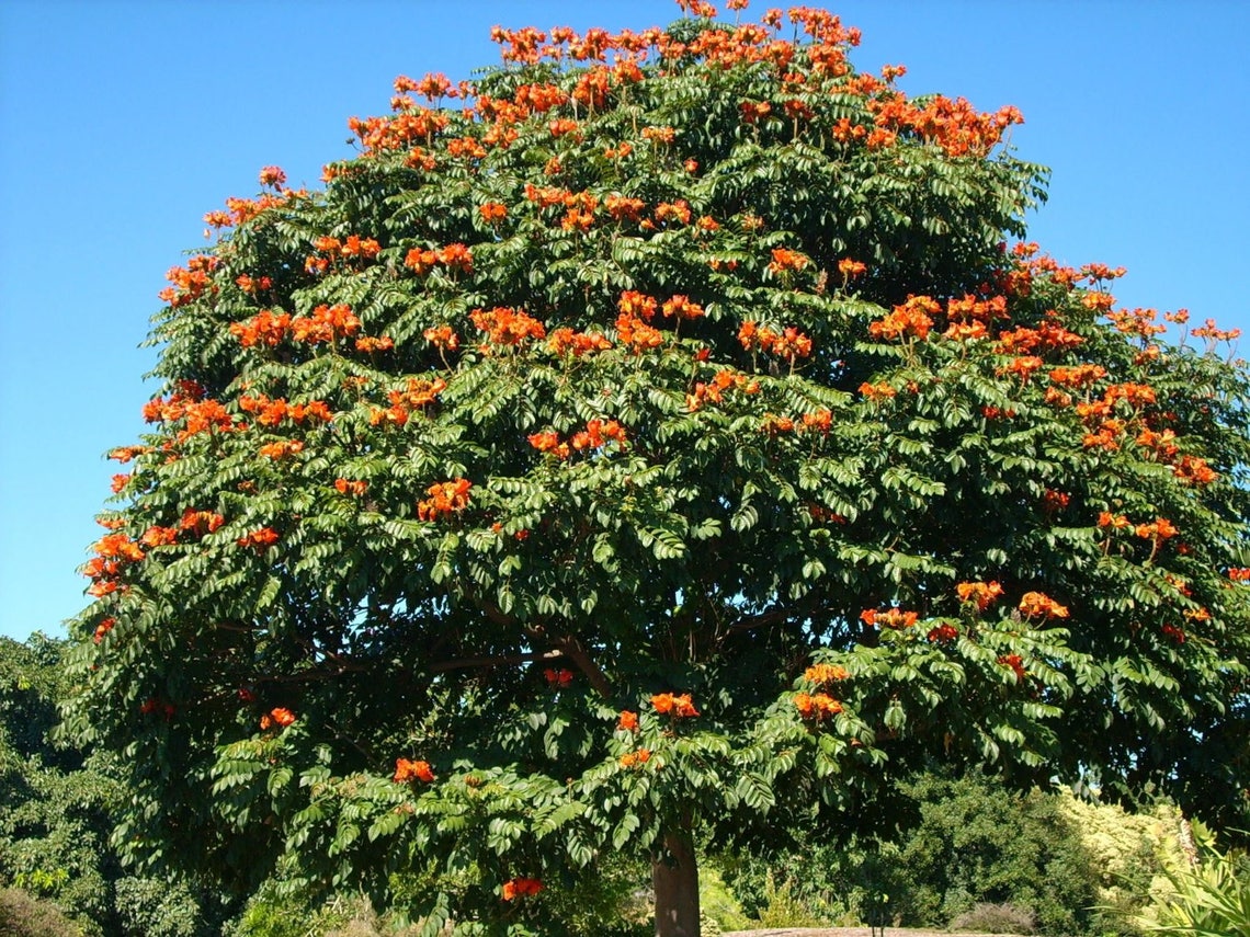 15 Red AFRICAN TULIP TREE fire Tree / Flame of the Forest / - Etsy