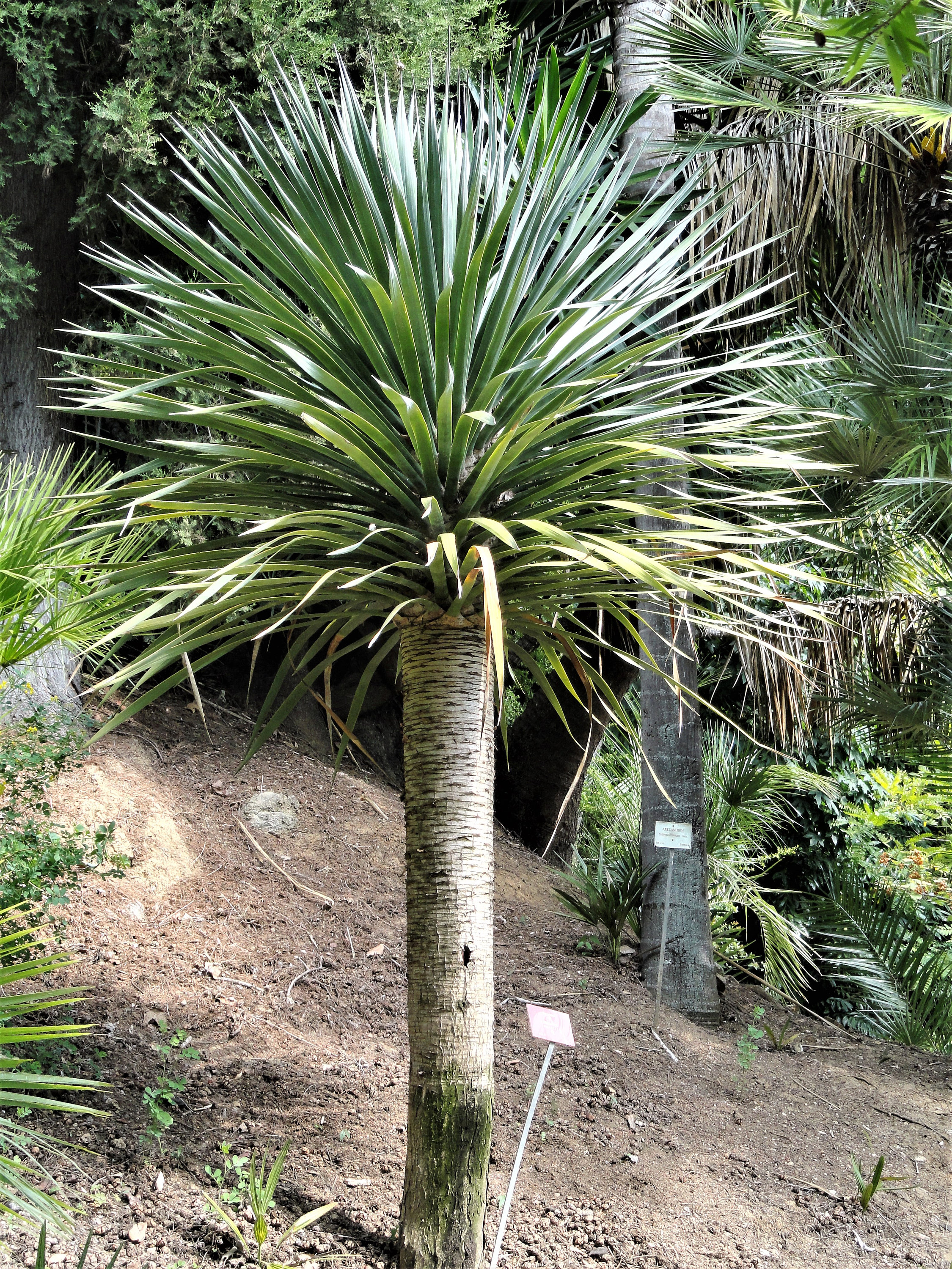 10 Dragon Tree Dracaena Draco Canary Island Drago Blood Asparagus Yucca Evergreen Succulent Houseplant Orange Berry White Flower Seeds Gift