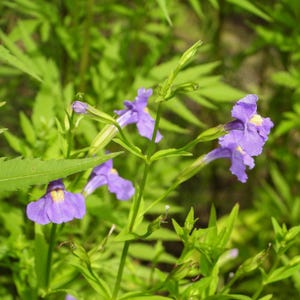 250 PURPLE MONKEY FLOWER Mimulus Ringens Seeds *Flat Shipping
