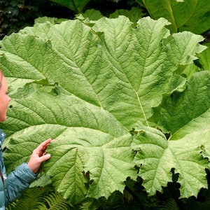 10 GUNNERA MANICATA 6' Leaves Giant Rhubarb Dinosaur Plant Moist Shade Red Flower Seeds image 2