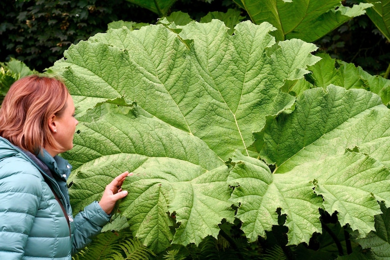 10 GUNNERA MANICATA 6' Leaves Giant Rhubarb Dinosaur Plant Moist Shade Red Flower Seeds image 2