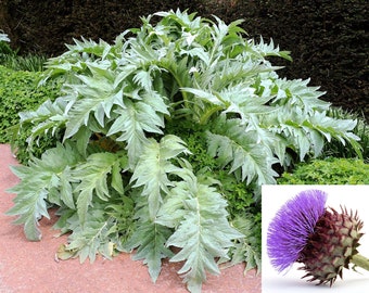 25 CARDOON Cynara Cardunculus aka Artichoke Thistle Perennial Edible Vegetable Seeds