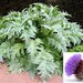 Blue Moon Aster (Callistephus Pompon) Seeds - Pack Of 50, Two-Tone Flower Garden Seeds