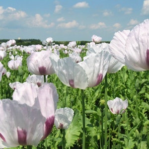 350 TASMANIAN Purple & White POPPY Papaver Somniferum Flower Seeds image 1