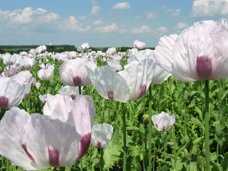 350 TASMANIAN Purple & White POPPY Papaver Somniferum Flower Seeds image 1