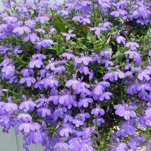200 LILAC Purple LOBELIA REGATTA Lobelia Erinus Flower Seeds