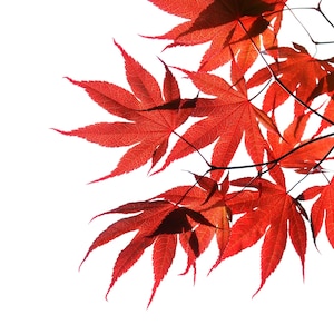 10 RED JAPANESE MAPLE Tree Bloodgood Ornamental Acer Palmatum Seeds