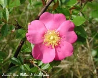 25 PINK SWAMP ROSE Rosa Palustris Flower Shrub Bush ( Average - Wet Soil ) Seeds *Flat Shipping