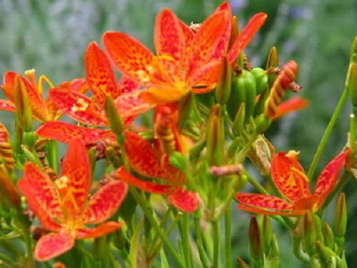 10 FRECKLEFACE BLACKBERRY LILY leopard Lily Belamcanda Etsy