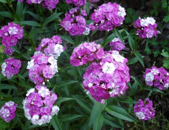PERENNIAL SWEET WILLIAM DIANTHUS BARBATUS WEE WILLIE FLOWER SEEDS MIX 40