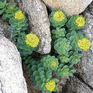 25 ROSEROOT STONECROP Golden Rose Root Sedum Rhodiola Rosea Yellow Succulent Flower Seeds