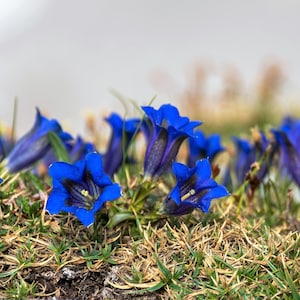 15 Blue STEMLESS GENTIAN Gentiana Acaulis Kochiana Flower Seeds Flat Shipping image 6