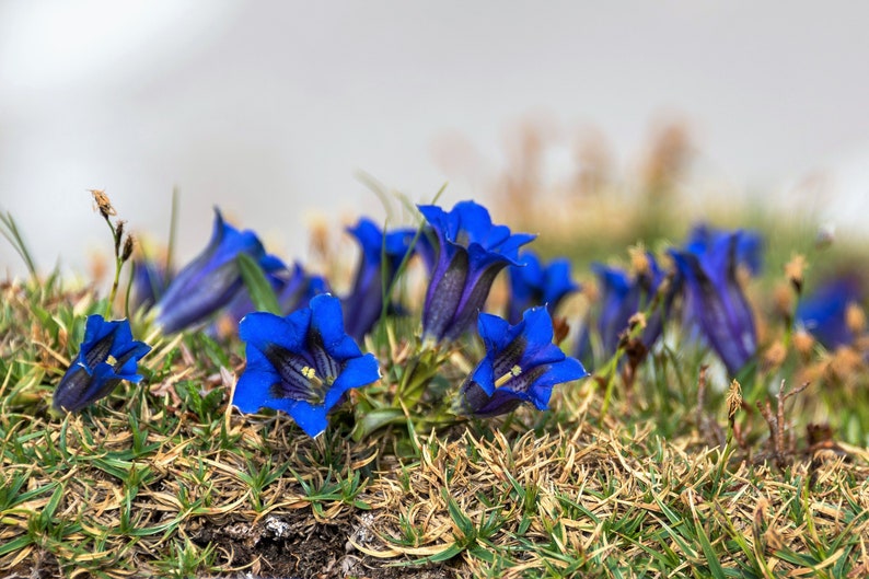 15 Blue STEMLESS GENTIAN Gentiana Acaulis Kochiana Flower Seeds Flat Shipping image 6