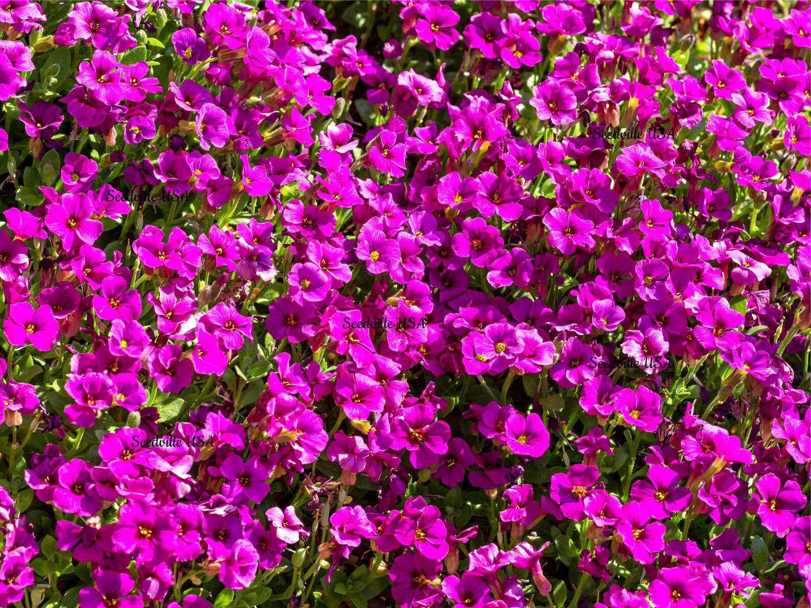 400 RAINBOW ROCKCRESS Rock Cress Large Flowered Aubrieta - Etsy Canada