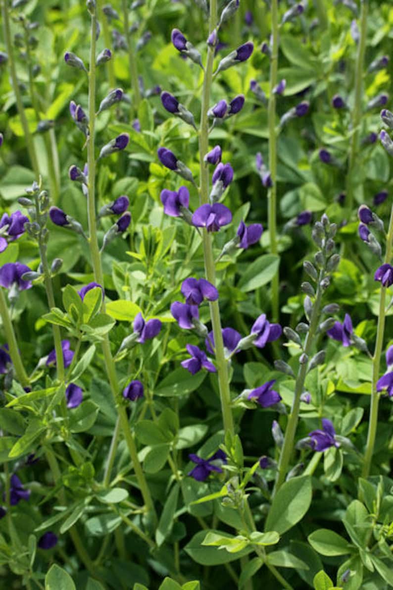 midnight indigo flower shop midnight indigo flower shop