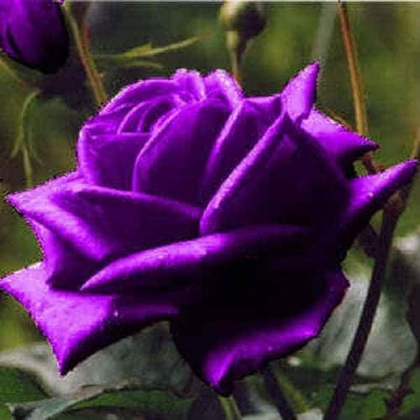 5 PURPLE ROSE Rosa Floribunda Bush Shrub Perennial Flower Seeds