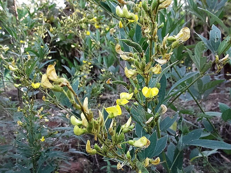 30 PIGEON PEA Dhal Gungo Puerto Rico Bean Cajanus Cajan Etsy