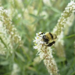 1000 WHITE PRAIRIE CLOVER Dalea Candida Flower Seeds