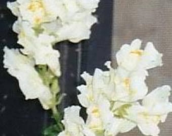 250 WHITE SNOWFLAKE SNAPDRAGON Antirrhinum Majus Flower Seeds *Flat Shipping