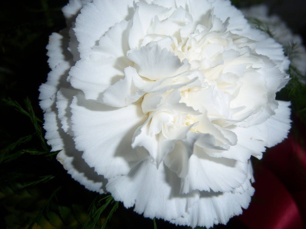 50 WHITE CARNATION Dianthus Caryophyllus Grenadin Flower Seeds Etsy