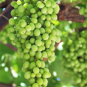 50 GREEN Dessert / Table GRAPE Vitis Vinifera Fruit Vine Seeds image 4