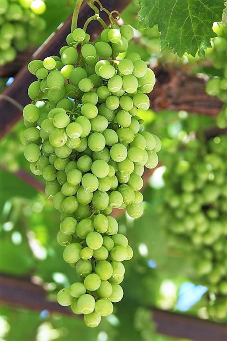 50 GREEN Dessert / Table GRAPE Vitis Vinifera Fruit Vine Seeds image 4