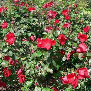 30 JAPANESE RED ROSE Bush Rosa Rugosa Rubra Rugrose Fragrant Flower ...