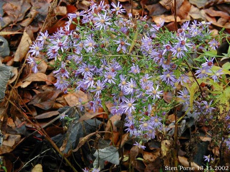 100 HEART LEAVED ASTER Cordifolius Blue Wood Aster Flower
