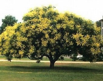 10 GOLDEN RAIN TREE Goldenrain Koelreuteria Paniculata Yellow Flower Seeds *Combined S/H