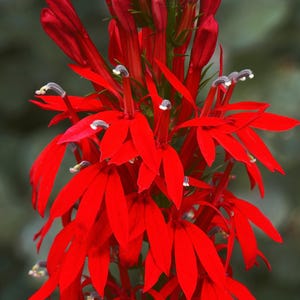 300 CARDINAL FLOWER LOBELIA Cardinalis RedFlower Seeds *Comb S/H