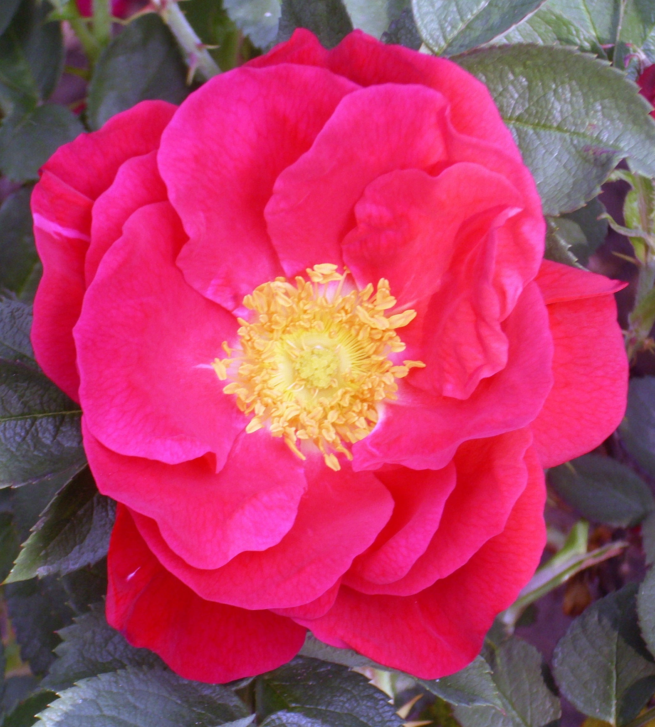 30 JAPANESE RED ROSE Bush Rosa Rugosa Rubra Rugrose Fragrant Etsy