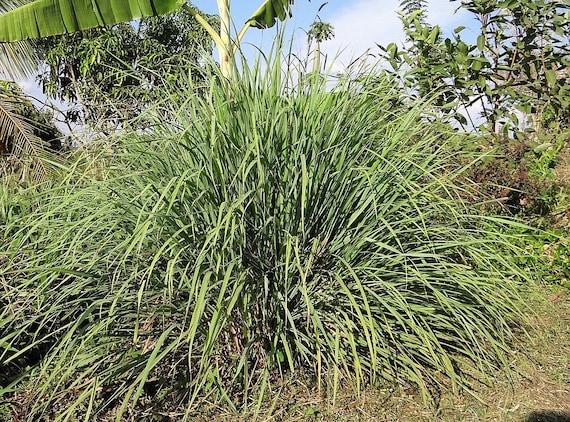 Cymbopogon Citratus Herb Spice Edible Perennial Fragrant Lemon Grass Seeds