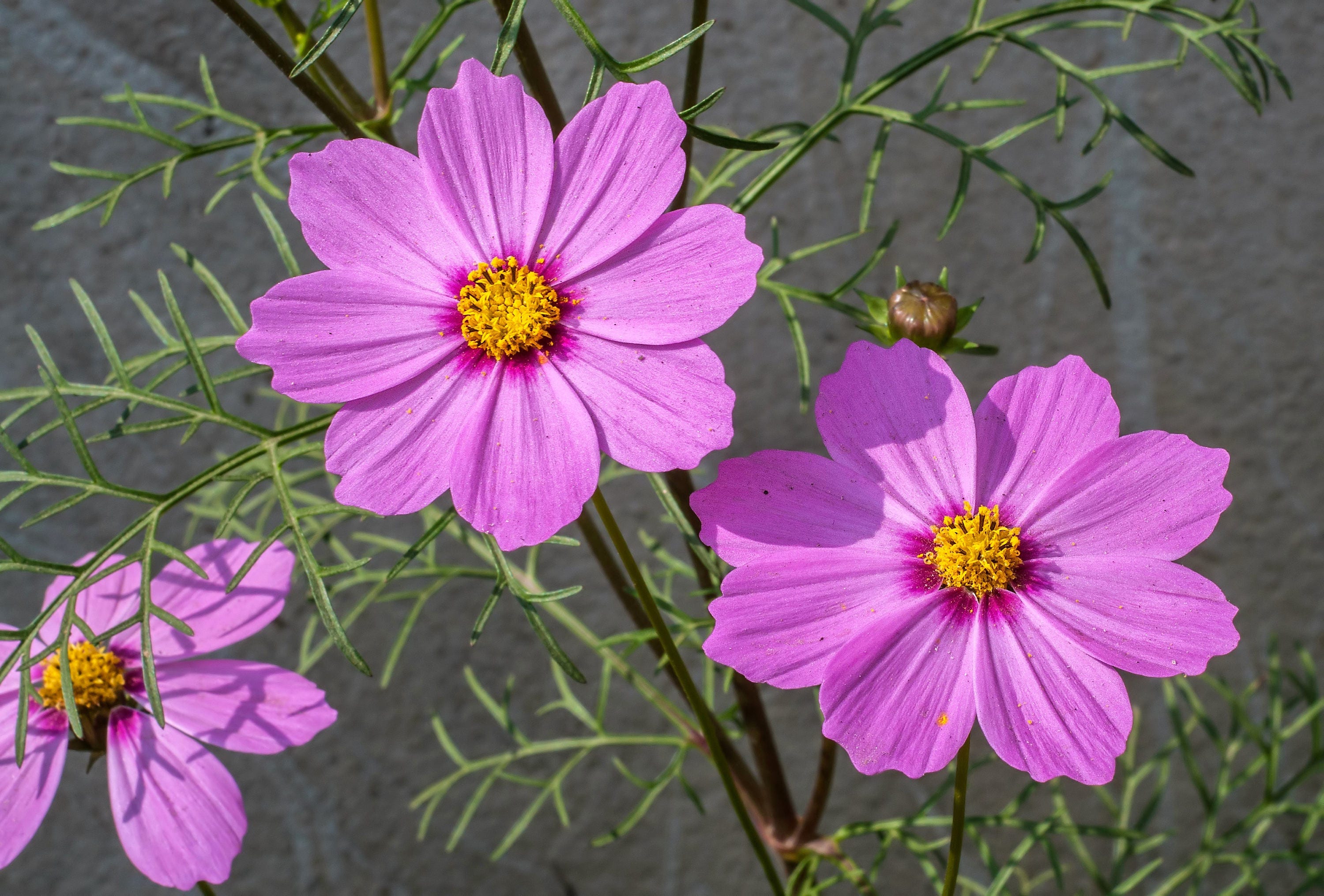 300 nain rose COSMOS Cosmos Bipinnatus fleur graines - Etsy France