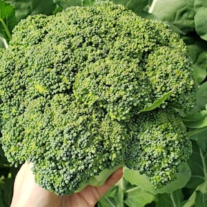 1000 カラブレゼ ブロッコリー イタリアン グリーン スプラウティング 野菜 アブラナ科 種子 *コーム S/H