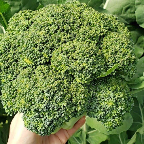 1000 CALABRESE BROCCOLI ITALIAN Green Sprouting Vegetable Brassica Seeds *Comb S/H