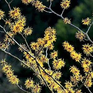 25 amerikansk trollhassel Hamamelis Virginiana Albuskträd Gula Blomfrön