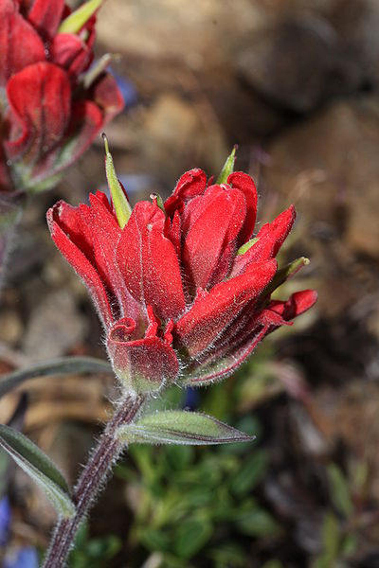 50 Red INDIAN PAINTBRUSH Castilleja Indivisa Flower Seeds | Etsy