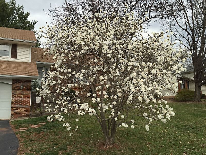 5 STAR MAGNOLIA Stellata TREE Seeds - Fragrant White to ...