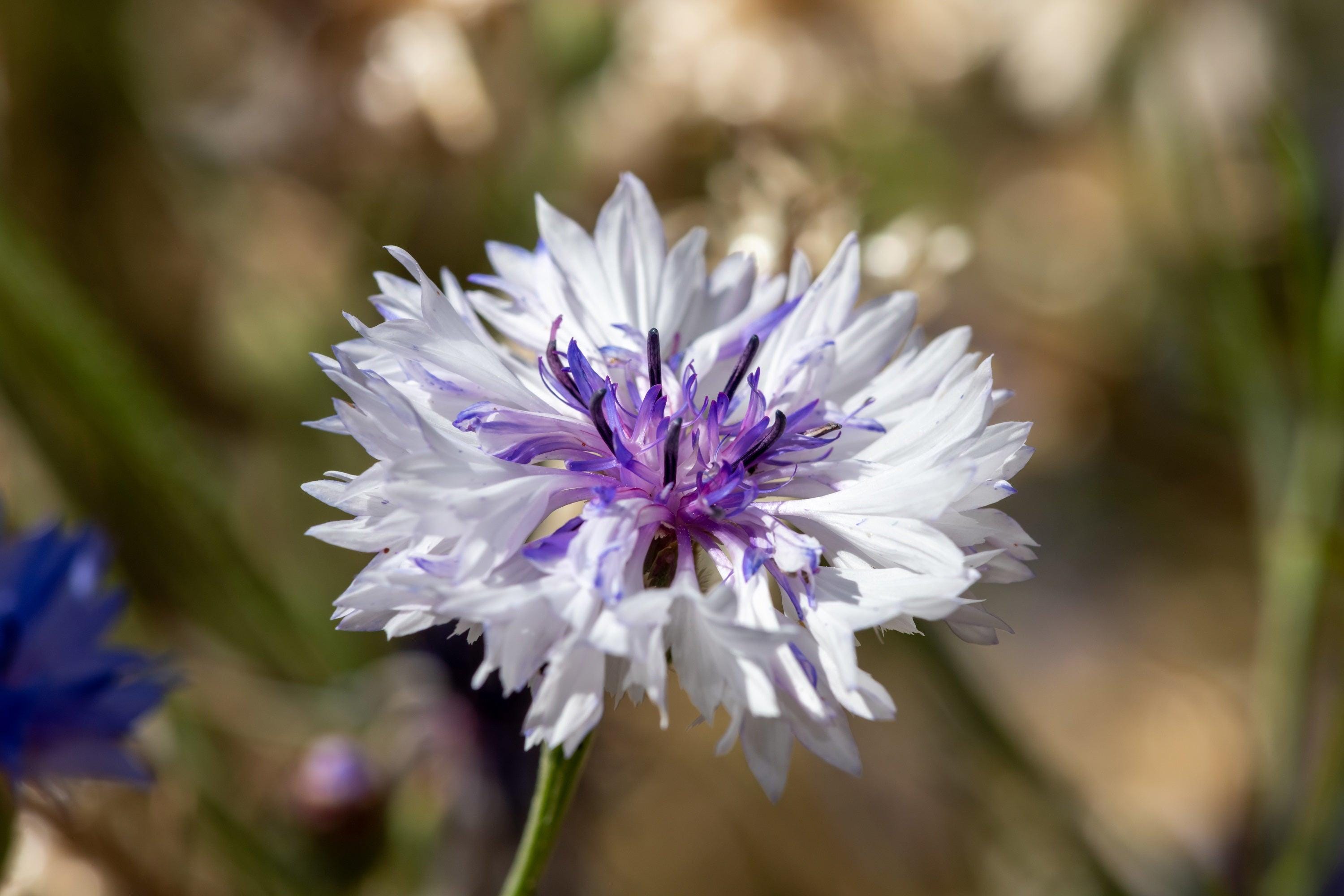 Semillas De Flor De Botón De Soltero De Aciano Blanco (Centaurea