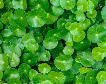 50 SPADELEAF Edible Coinwort Centella Asiatica  Gotu Kola Herb Pink Flower Seeds