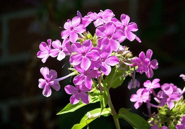 10 Tall PURPLE PHLOX Paniculata Garden Summer Native Hummingbird Flower
