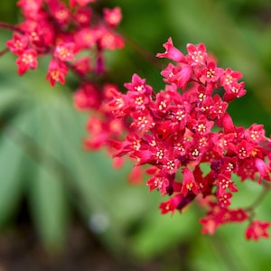 100 Red VIVID CORAL BELLS Heuchera Sanguinea Sanguineum Scarlet Shade Flower Seeds