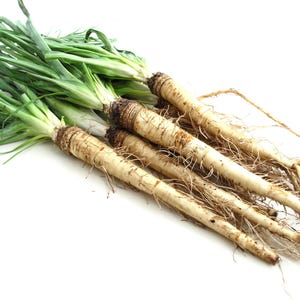 50 MAMMOTH Sandwich Island SALSIFY White Root Vegetable Oyster Flower Seeds *Combined S/H
