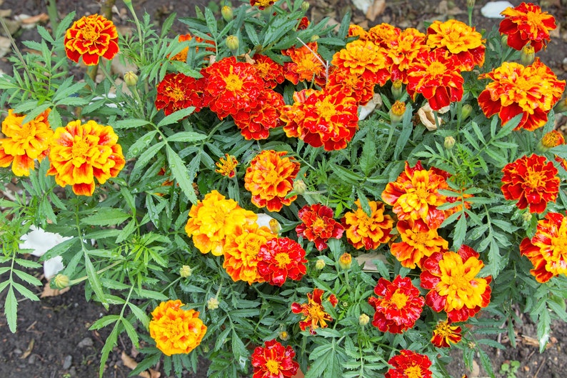 400 FRENCH MARIGOLD SPARKY Mixed Colors Calendula Orange Etsy