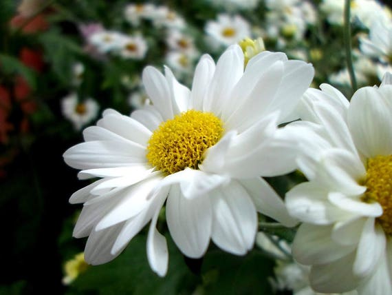 Gift 1000 DWARF SHASTA DAISY Chrysanthemum Flower Seed