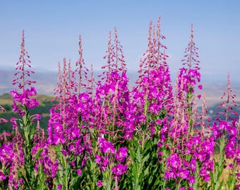 300 FIREWEED / ROSEBAY (Great Willowherb) Epilobium Angustifolium Flower Seeds *Comb S/H