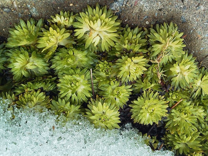 50 PURPLE ROBE SAXIFRAGA Saxifraga Arendsii Moss Rockfoil Evergreen Flower Seeds image 3