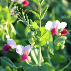 50 semillas de leguminosas de cultivo de cobertura del suelo de guisante de invierno austriaco Caley flor Pisum Sativum