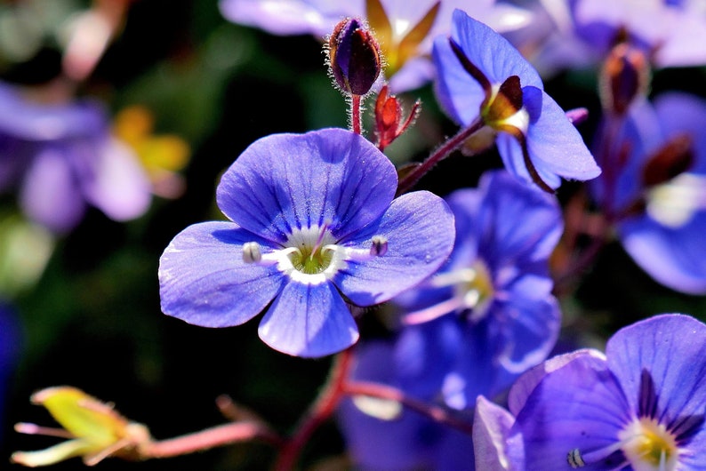 50 CREEPING BLUE SPEEDWELL Veronica Repens Groundcover Flower Seeds Comb S/H image 2